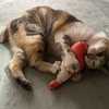 ☆Cats and Dogs  #59　KIRIKO初めての病院。