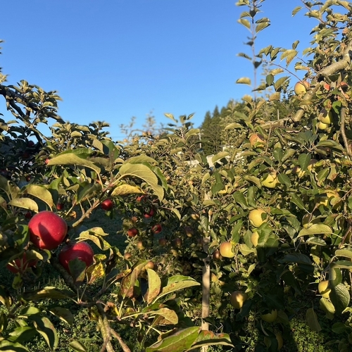ついに完成！樹齢60年の貴重なアップルジュース🍏