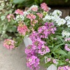 ＊ビオラの寄せ植え アリッサムを添えて♡
