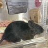 くろごまあん二世 138日目
