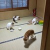 今週の猫茶屋