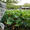 鎌倉・鶴岡八幡宮と旗上弁財天社