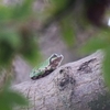 アマガエル　カマキリ