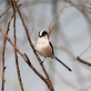 2020.3.1　枚方野鳥通り迄を鳥撮り探し.....13選