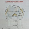 【終末伸展回旋(スクリューホームムーブメント)】