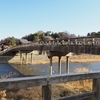 浅野川【橋巡り】№21・梅ノ橋