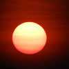 甘夏季節外れの収穫