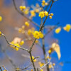 【Z 7 & AI AF Micro-Nikkor 60mm f/2.8D ・仙台】仙台の雪の日に蝋梅を撮る 。February 2023