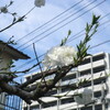 産業道路の千原桜