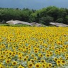 夏の風物詩・ヒマワリ