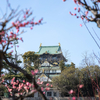 早咲きの梅が見ごろ、大阪城公園の梅林、例年より1～2週間早くとの事なので早速行ってきましたが。