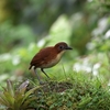 Yellow-breasted Antpitta キムネクリセジアリドリ