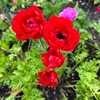アネモネを詠んだ短歌／江の島サムエル・コッキング苑の花たち　　先日訪れたサムエル・コッキング苑．花の種類は，それほど多くありませんが，丁寧に配置された花は，見応えがあります．フレンチラベンダー，サルビア，フランネルフラワー，沢山のバラ．そして今季の最後の花を，けんめいに，美しく咲かせていたのはアネモネ．　アネモネの花の花蕊（しべ）くれなゐにほほけて春はすぎにけるらし　鹿児島寿蔵　　子を生みてうつろなひとみアネモネの紫色より更に恋しき　加藤克巳