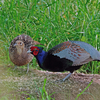 2023.5.24　何時もの野鳥と.....16選