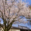 坂本・滋賀院辺りの桜