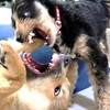 子犬が狂ったように暴れる原因と対策