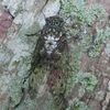 花粉にまみれ至福のミツバチ