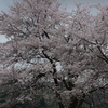 桜日和