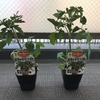 トマトも苗からやってみることにした（二株）