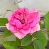 花いろいろ 【スマホ撮り】