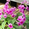 松江フォーゲルパークの花々など ⑧（島根県松江市）