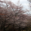 弘法山の桜見にハイキング