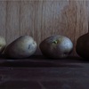Cultivation :「Potato 002」