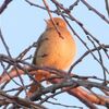 ジョウビタキのオス・メスの出会いは？