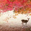 奈良公園・のんびりハイキング終わり紅葉