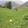 スイス高原の崖に咲く花の舞