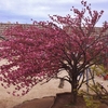 ４月１８日　八重桜