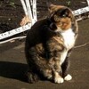 猫の歌（２）