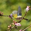 🐥メジロ地獄　上野公園にて🌸