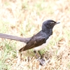ヨコフリオウギビタキ(Willie Wagtail)