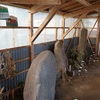 津軽地方の庚申塔 #148（青森県青森市奥内・三社宮）