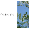 オリーブの木の下で