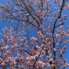 5月2日  晴れ  桜  「自分を磨く482日目」