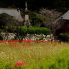 鹿沼市粕尾の常楽寺の彼岸花。