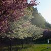 路傍の桜