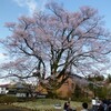 飯田一「安富桜」今満開です。