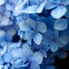 メトロポリタン・オペラ、K.プッツ作曲『めぐりあう時間たち』紹介・感想