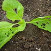 白菜　定植　害虫防除のため農薬使用
