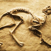 1歩でも半歩でも、1センチでも1ミリでも・・・　◆　「プロフェッショナル 仕事の流儀 恐竜学者 小林快次の仕事 若き化石ハンター 太古の謎に挑む」