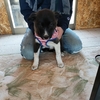 保護子犬『てんてん』を譲渡しました