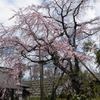 4月　桜見物