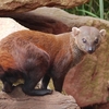 ワオマングース / Ring-tailed mongoose