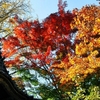 横浜三渓園の紅葉、黄葉