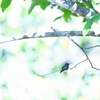 コバシハチドリ Emerald-chinned Hummingbird