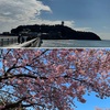 江の島の海と桜＊ロン・カフェ