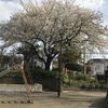 新磯野公園（相模原市南区）の桜